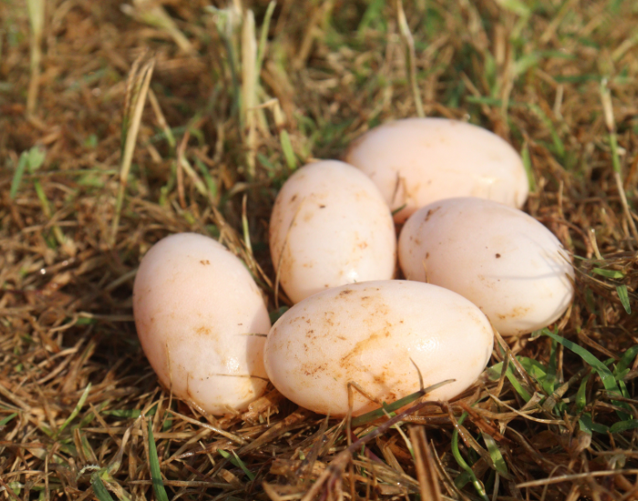 a cluster of terrapin eggs on a nest