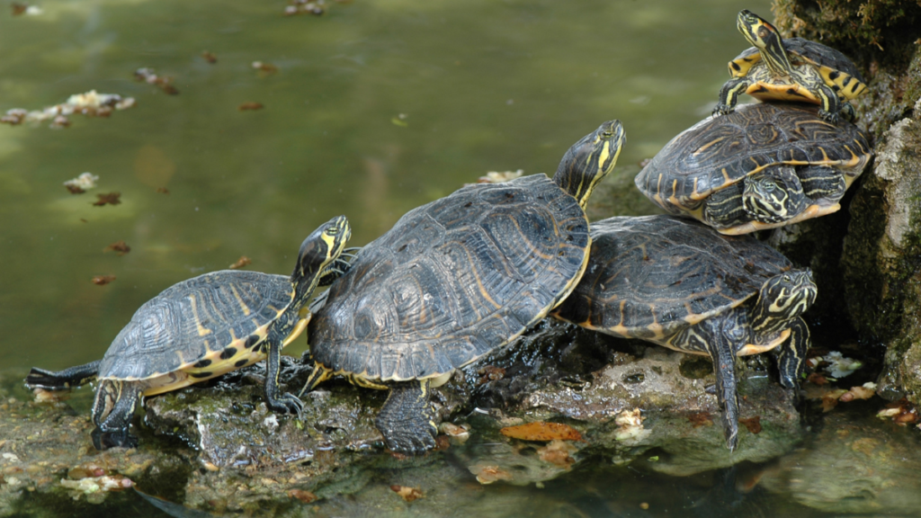 aa group of terrapins in a pond