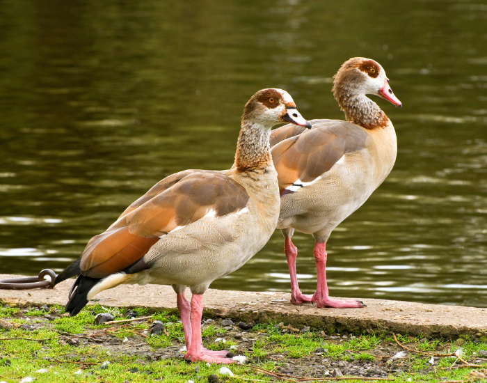 a couple of egyptian geese next to a water hole standing on grass