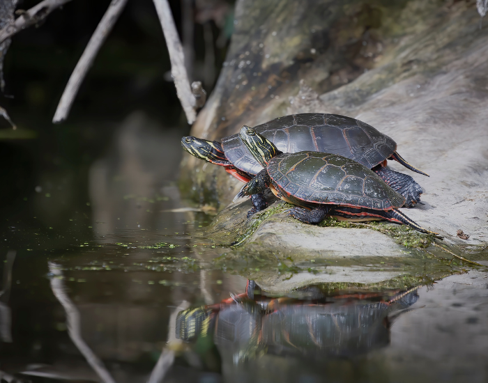 two painted turtle basking under the sun