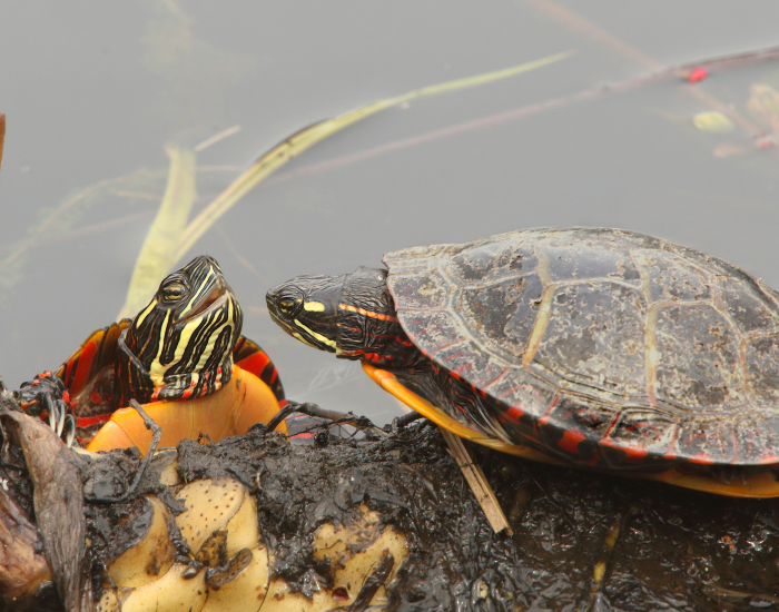 two painted turtles in a log next to a pond