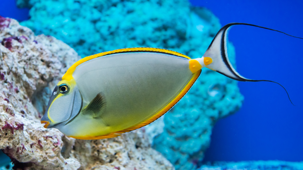 unicorn fish swimming