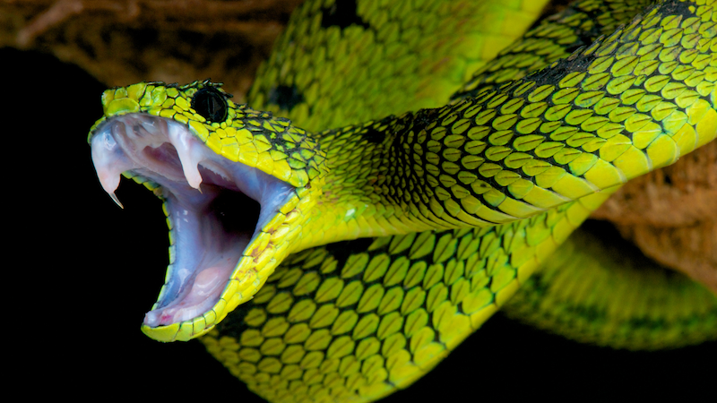 close up of a green viper opening its mouth showing its facts