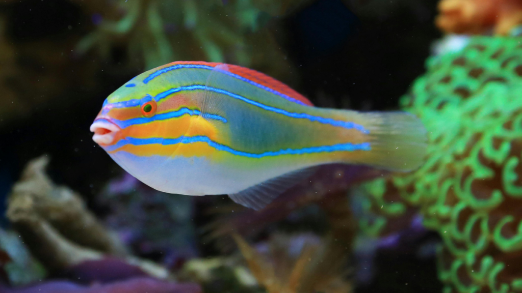 a blue line wrasse swimming underwater