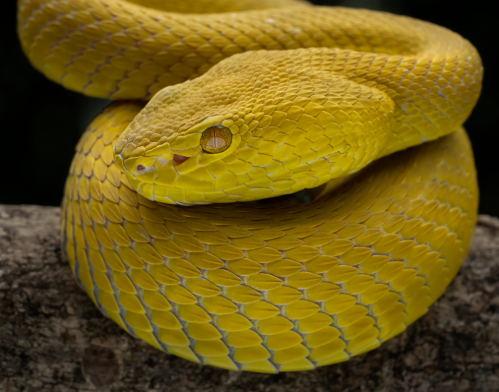 close up of a yellow snake coiled