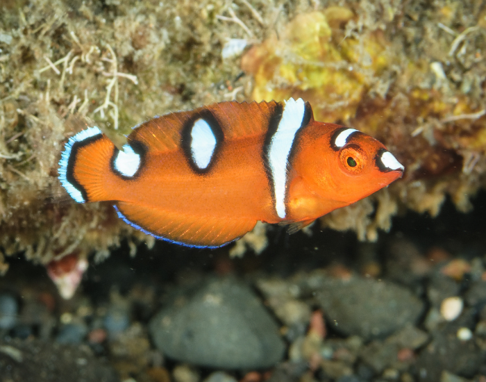 a close up of a Yellowtail Coris swimming near a coral