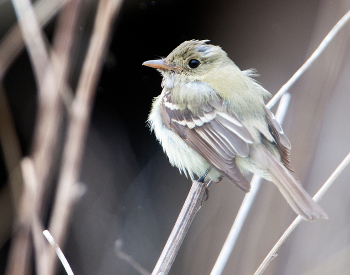 an Acadian Flycatcher perches on a thin tree branch