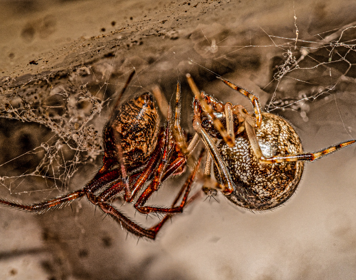 Two brown, textured American house spiders crawling on their web.