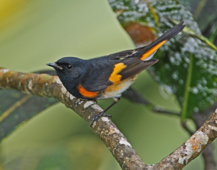 A vibrant American Redstart perched on a branch, showcasing its striking black, orange, and white plumage.