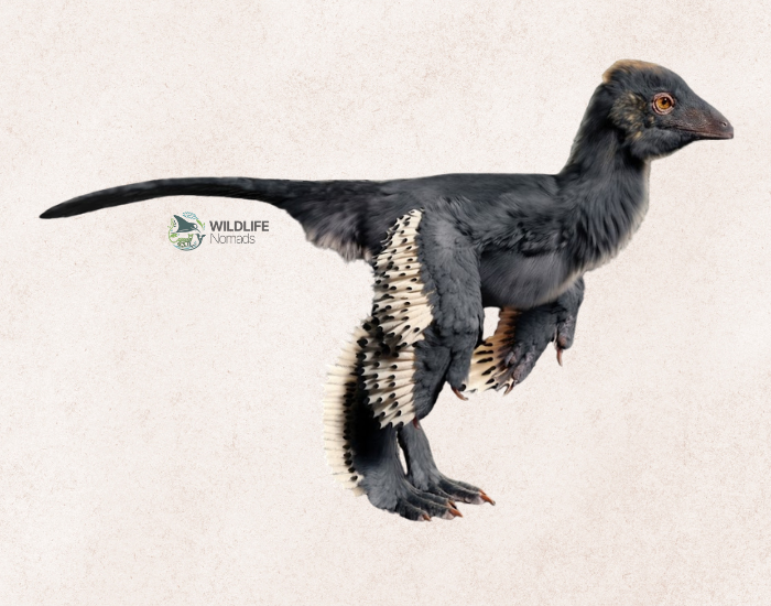 digital illustration of an Anchiornis huxleyi 