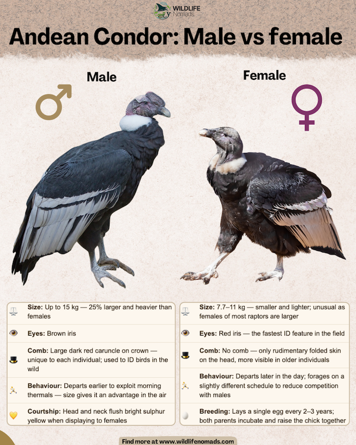 a wildlife nomads infographic showing a male and a female Andean Condor and their Sexual Dimorphism