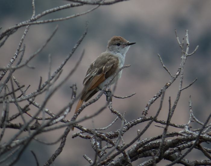a Ash-throated Flycatcher perched on a tree