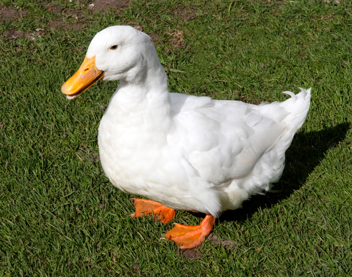 A white Aylesbury duck with bright orange feet standing on a grassy lawn.