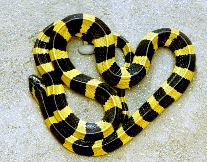 a Banded Krait coile don the ground in almost a heart shape