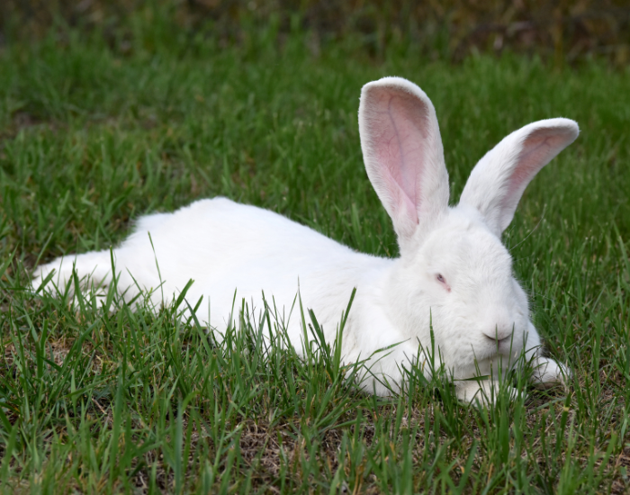 A sleek white Belgian Hare crouching low in tall green grass.