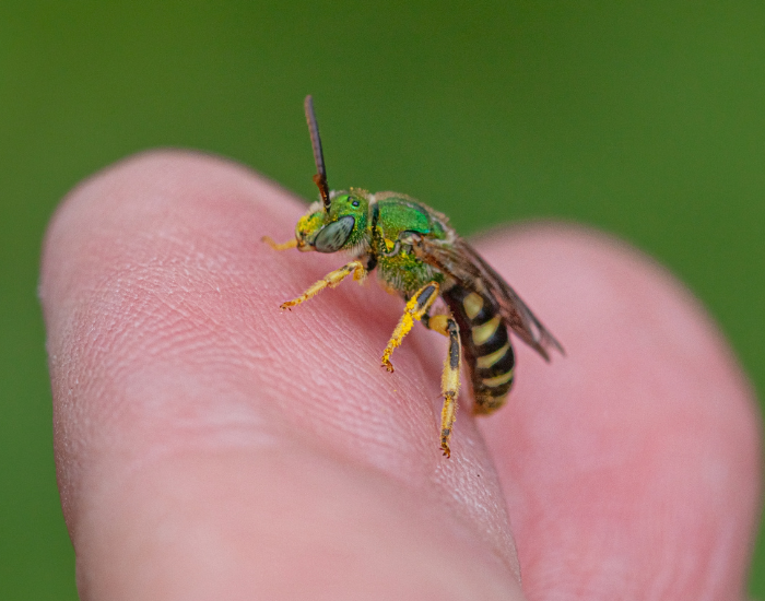 Bicolored Striped Sweat Bee on top of hand