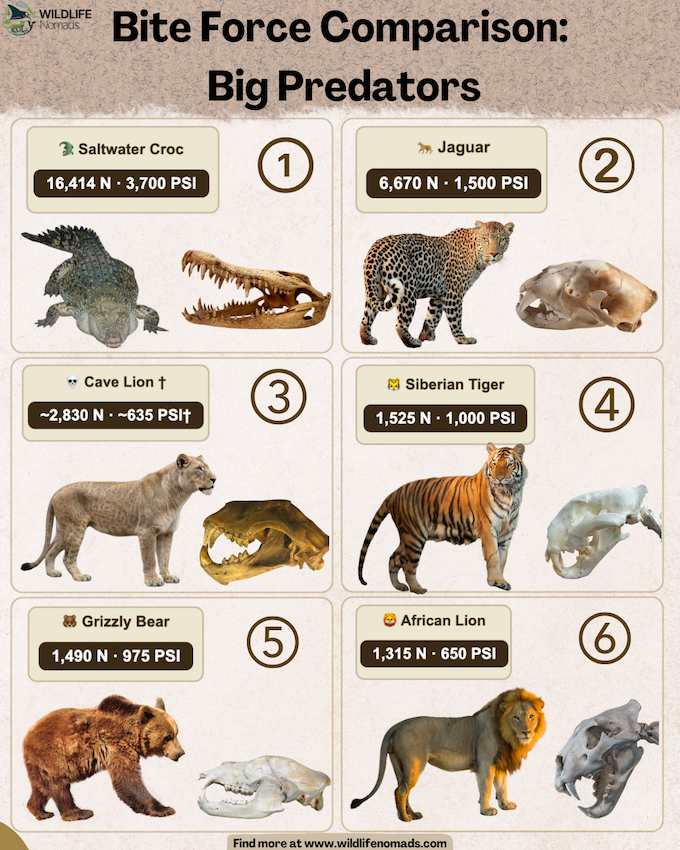 An infographic titled "Bite Force Comparison: Big Predators" ranking six apex predators—including the saltwater crocodile, jaguar, cave lion, Siberian tiger, grizzly bear, and African lion—by their bite force in Newtons and PSI, paired with animal photos and skull diagrams.