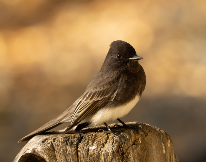 A Black Phoebe with distinct soot-black plumage and a crisp white belly perched on a rock.