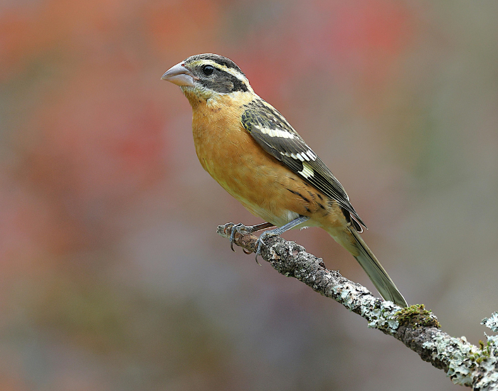 A male Black-headed Grosbeak with its distinct black head and rich orange-buff chest sitting on a textured branch.