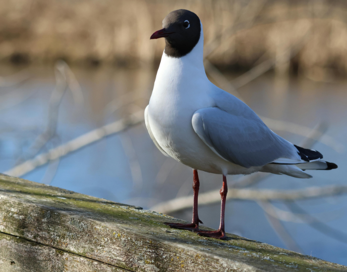 A Black-headed Gull with its distinct dark brown hood standing on a wooden post