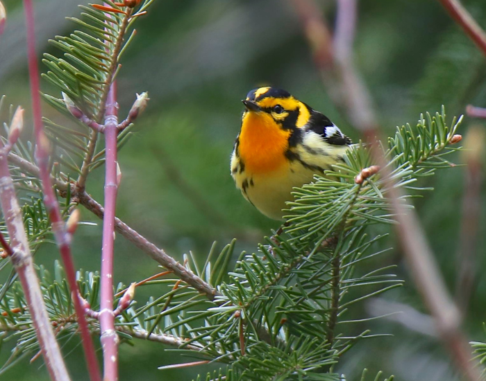 A bright, colorful Blackburnian Warbler with a fiery orange throat resting among green pine needles.