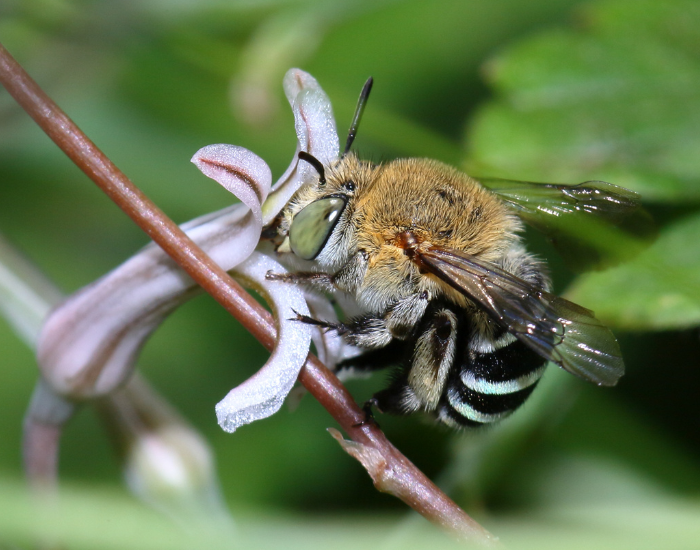 a Blue-Banded Bee feeding from a pink flower