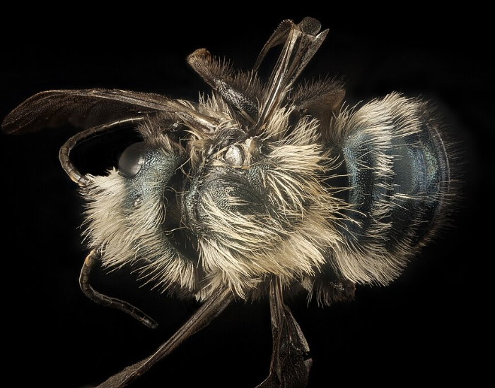 Extreme macro close-up of a blue orchard mason bee showing its furry body and iridescent metallic sheen against a black background.