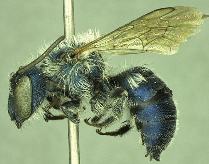 Side profile macro photograph of a metallic blue calamintha bee pinned for display, showing its fuzzy white body hairs and translucent wing.