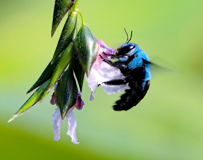 close up of a Blue Carpenter Bee feeding from a flower