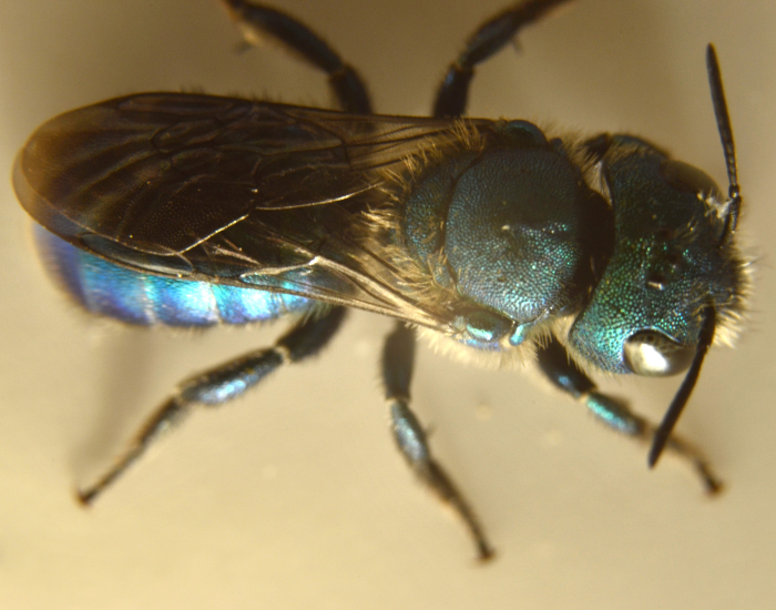 close up of a Blue-Green Orchard Bee from above standing on the ground