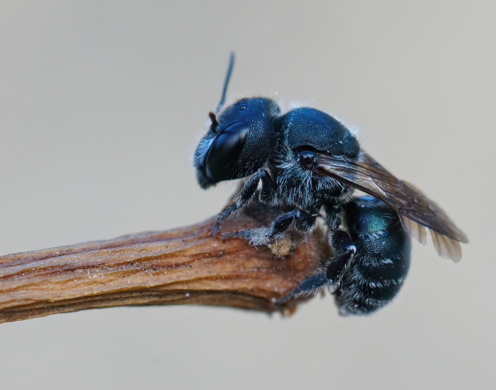 close up of a single Blue Mason Bee at the tip of a stem