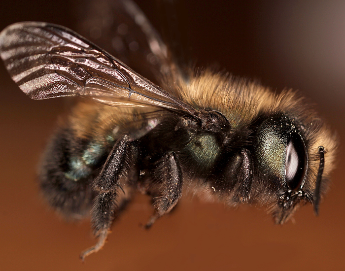 a Blue Orchard Bee isolated