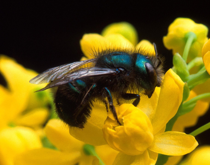 a Blueberry Bee close up on top of a yellow flower
