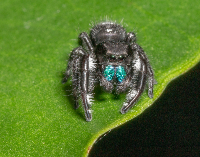 A small, fuzzy black bold jumping spider with striking metallic blue-green chelicerae, resting on a green leaf.
