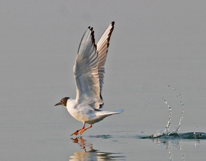A Bonaparte's Gull captured mid-air just as it prepares to land or take off from the water.