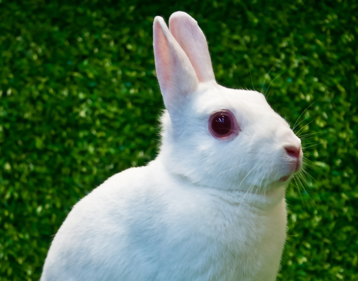 A small white Britannia Petite rabbit with red eyes standing on vibrant green grass.