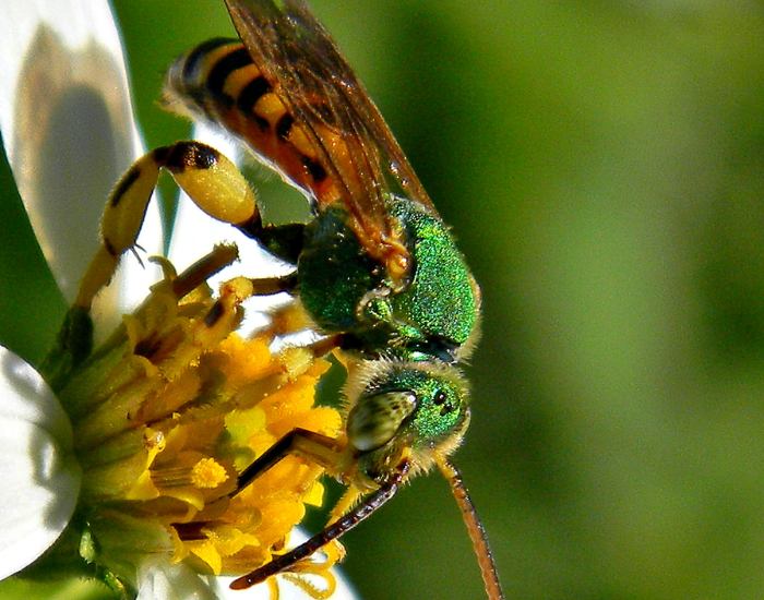 close up of a Brown-Winged Striped Sweat Bee on top of a flower