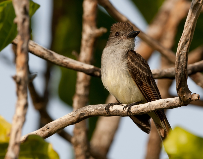 A Brown-crested Flycatcher with a pale yellow belly and a brown crest perched naturally among tangled tree branches.