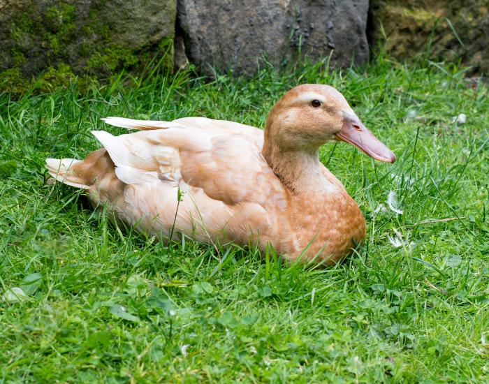 A Buff Orpington duck with soft tan plumage resting peacefully in green grass.