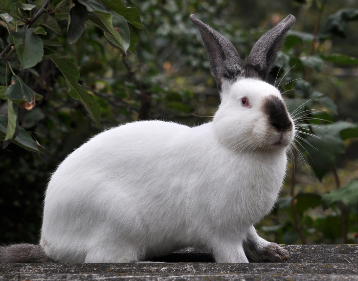 close up of a Californian