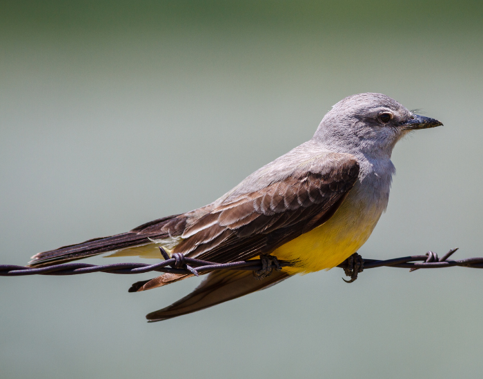 A Cassin's Kingbird showing a dark gray head, white chin, and a vibrant yellow belly resting on a wire.