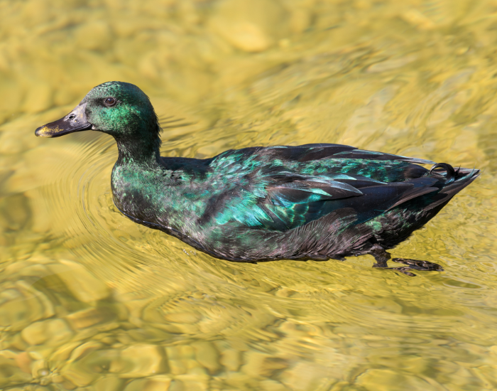 A Cayuga duck with shimmering dark green iridescent feathers swimming in water.