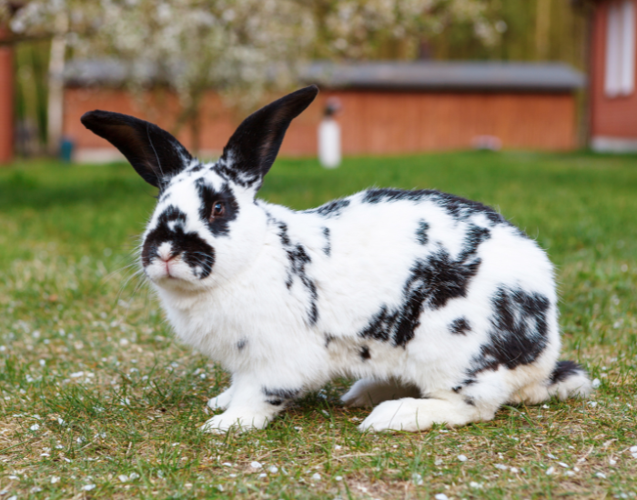 a white Checkered Giant rabbit with black spots sitting in a grassy yard near a building.