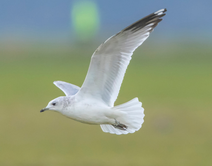 A Common Gull with white and grey plumage soaring through the air against a soft green background