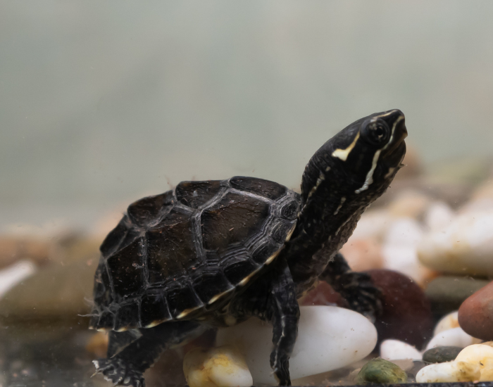 A small Common Musk Turtle rests underwater on a bed of smooth white and brown pebbles, pointing its dark head upward. Distinct yellow-white stripes run along the side of its face and neck beside a ridged, dark shell.