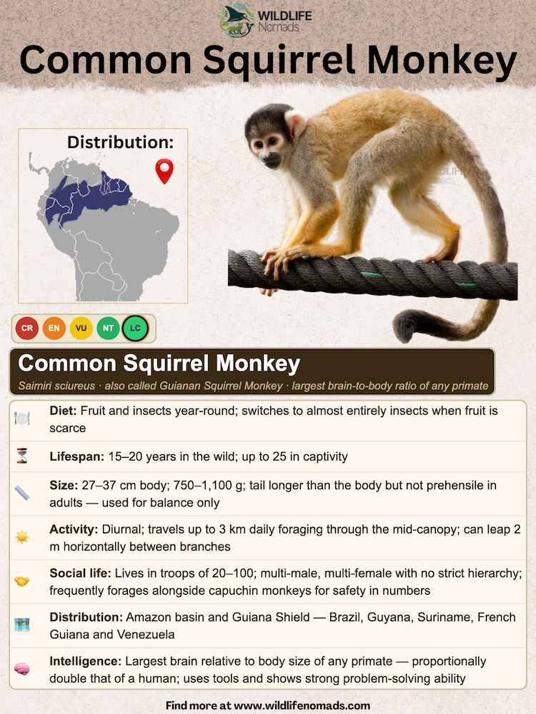 An educational animal profile infographic detailing facts, diet, size, and South American distribution of the Common Squirrel Monkey alongside a photo of the primate standing on a rope.