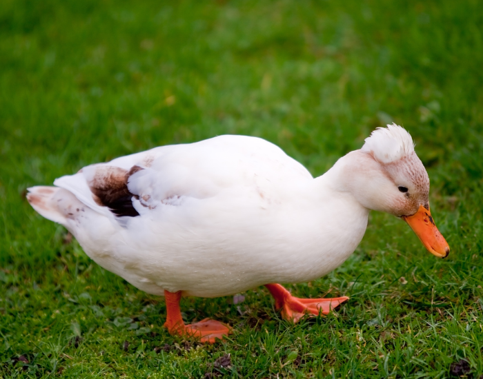 A white Crested duck with a fluffy tuft of feathers on its head walking across a lawn.