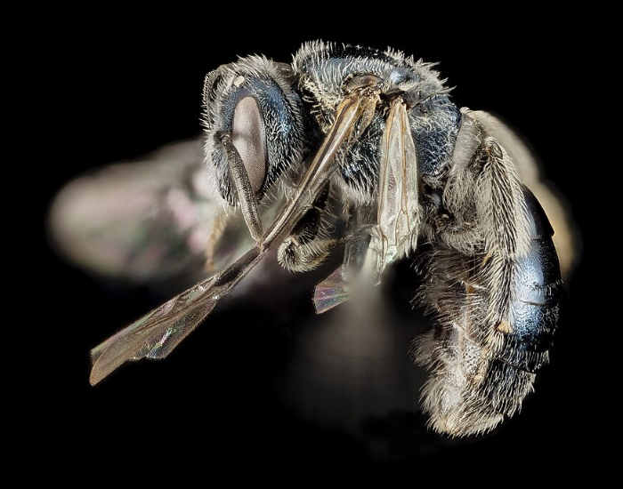 a deep blue sweat bee with black background