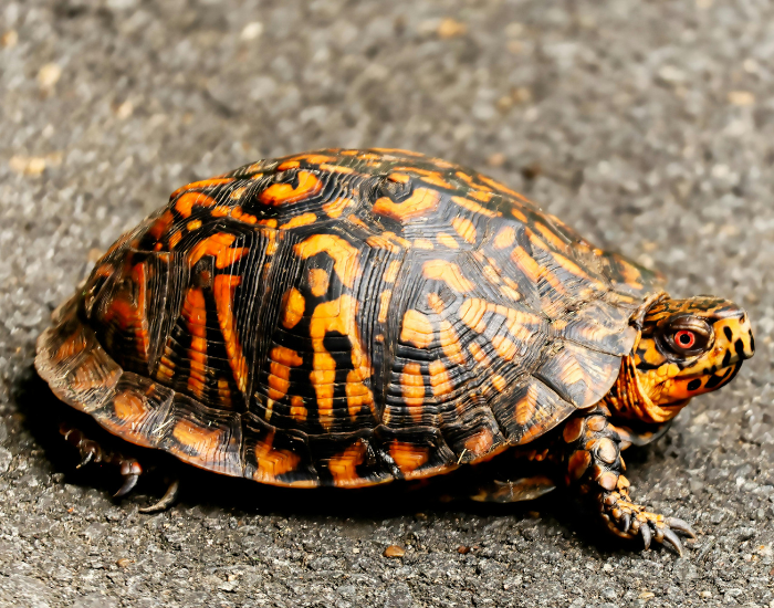 An Eastern Box Turtle with vibrant orange and black patterned markings on its high-domed shell crawls along asphalt. Its bright red-orange eye and mottled skin stand out sharply against the rough road surface.