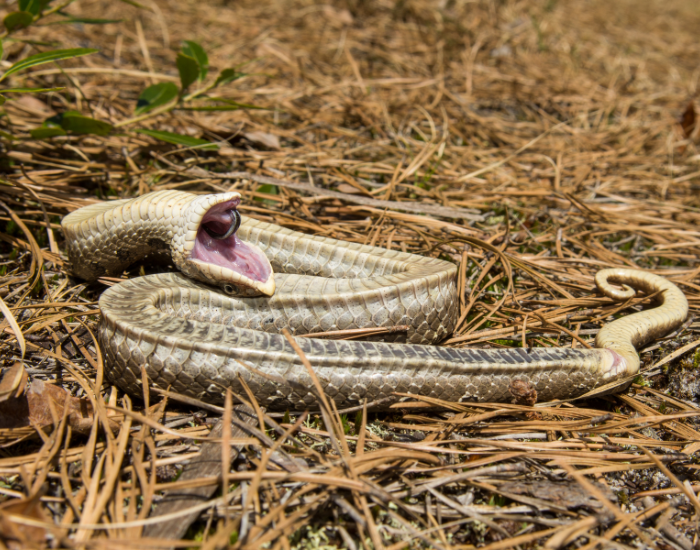 an Eastern Hognose Snake playing dead in the wild